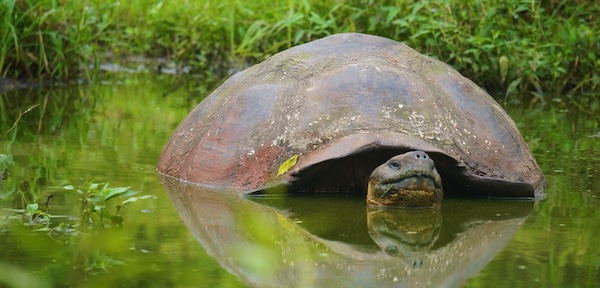 Alternative spring break ideas galapagos