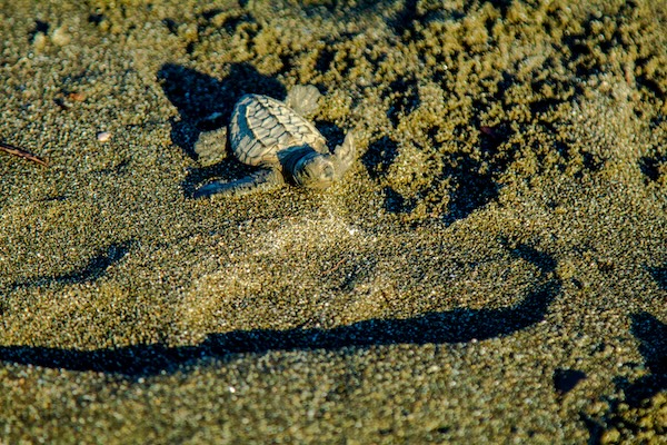 Panama educational trips tours turtle