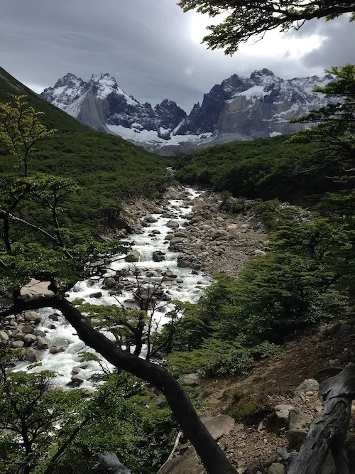 Reforestation in Patagonia, Chile