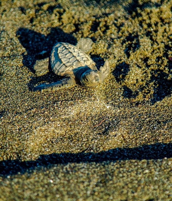 Sea turtle protection in Panama