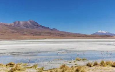 A Bolivian landscape with flamingos