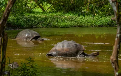 Galapagos educational tour tortoise