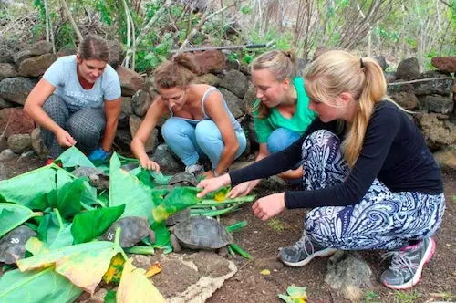 Controlling invasive species in the Galapagos