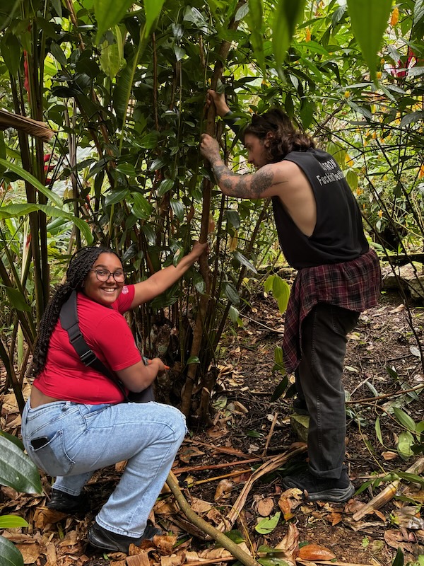 Teaching Sustainable Development Study Abroad Programs Mexico tree
