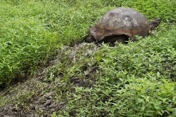 Tortoise in the Galapagos