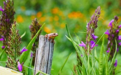 Don Carlos Farm organic farming
