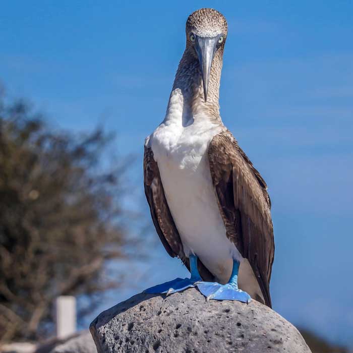 Blue footed boobie standing