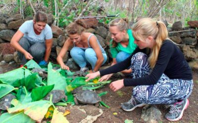 girl feeding galapagos tortoises
