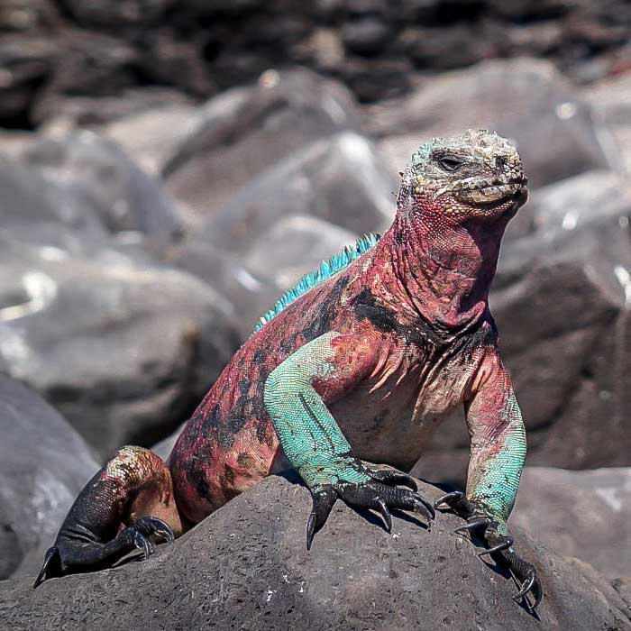 Marine iguana on a rock