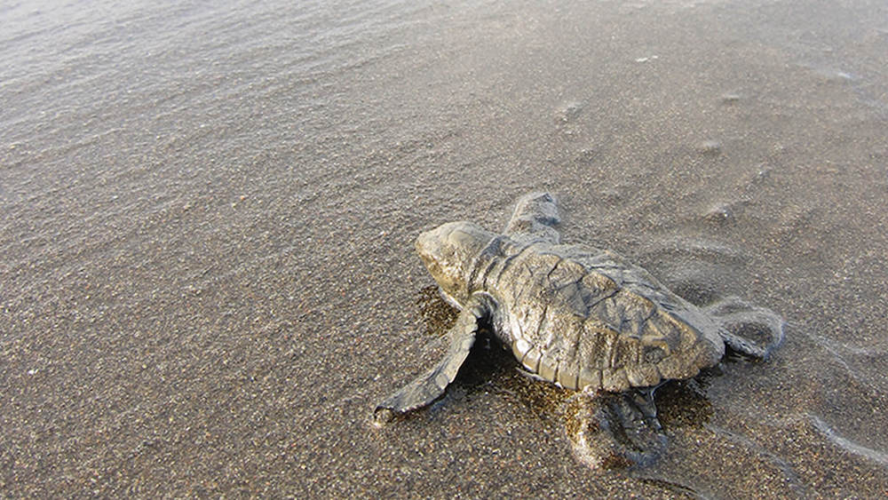 A turtle heading for the Pacific Ocean in El Valle, Colombia.